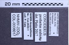 Etiketten zu Conoderus productus (NHMW-ZOO-COL-0008017)